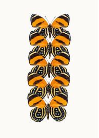 Curiosity Cabinet_Butterfly_07 by Marielle Leenders