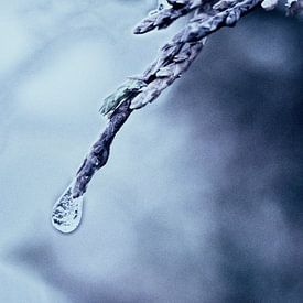 bevroren druppel /frozen droplet von Petra van der Spek