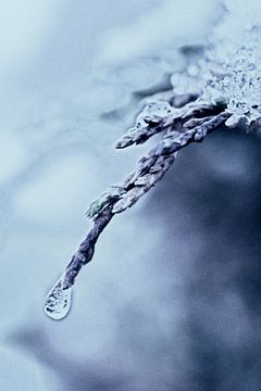 bevroren druppel /frozen droplet