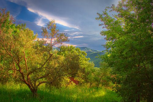 Zonsondergang in de olijfgaard