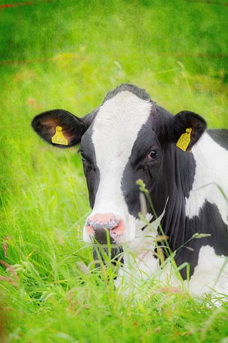 Koe in het hoge gras