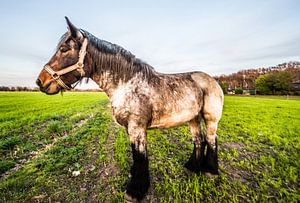 TrekPaard in de weide