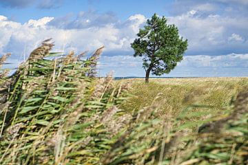 Landscape shot over the dunes in autumn with a solitary tree by Martin Köbsch