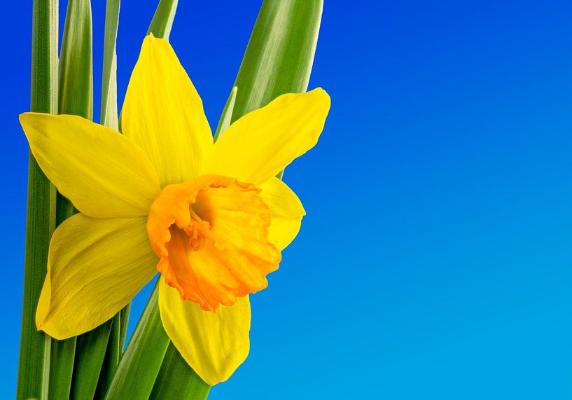Macro of a yellow daffodil flower by ManfredFotos