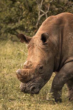 Rhinocéros blanc 2 sur Aniek - Through Blue eyes
