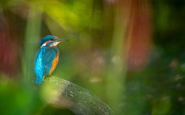 kingfisher by Andy van der Steen - Fotografie