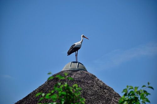 Een trotse ooievaar op een dak