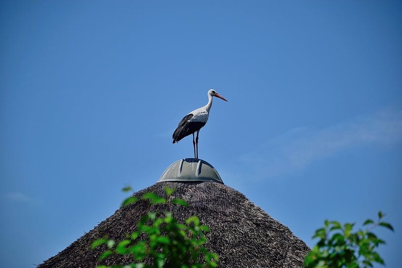 A proud stork on a rooftop by Frank's Awesome Travels