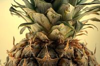 Still life pineapple