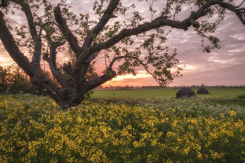 Oude boom tussen koolzaad bij bunkers