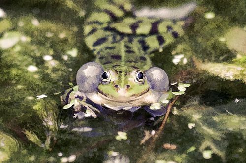Quakender Frosch im Teich