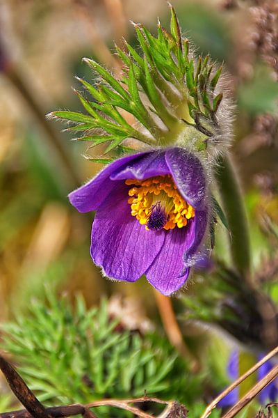 Pulsatilla - Küchenschelle von Christine Nöhmeier