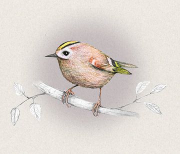 Goldcrest pencil drawing by Bianca Wisseloo