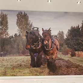 Klantfoto: Hardwerkende paarden voor de ploeg van Bram van Broekhoven, als naadloos behang