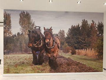 Klantfoto: Hardwerkende paarden voor de ploeg van Bram van Broekhoven