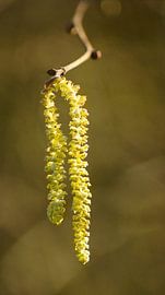 Yellow waterfall by Gerda Venema