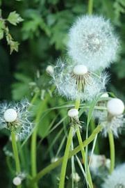 Löwenzahn von Hannahs Wereld