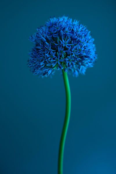 fleur par Carla Van Iersel