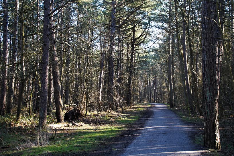 Wald bei Formerum, Midsland aan Zee, Terschelling von Maurits Bredius