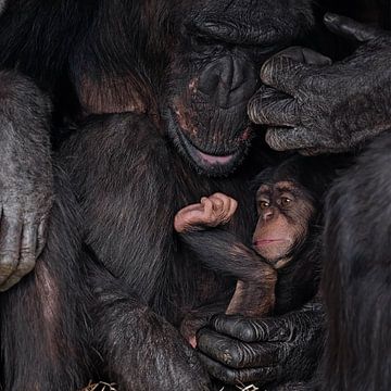 Baby Chimp knuffelt met mama van gea strucks