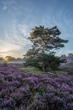 Waldkiefer auf der blühenden Heide im goldenen Licht der aufgehenden Sonne