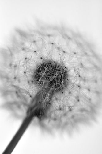 Pluisbol paardenbloem