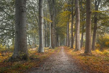 Promenade matinale sur Niels Barto