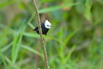 Le tyran à tête blanche. Comment ça tyran ?