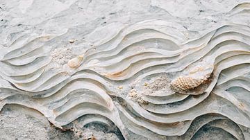 Sea Shells Detail No 7 von Treechild