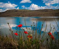 Poppies