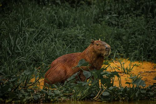 Relaxing capybara