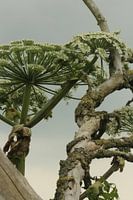 Kunst in de natuur
