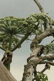 Kunst in de natuur von By Foto Joukje