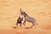 Vechtende Zebra's van Cinthia Mulders thumbnail