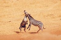 Vechtende Zebra's