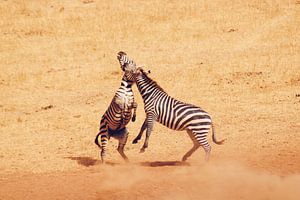 Vechtende Zebra's von Cinthia Mulders