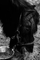 Paard