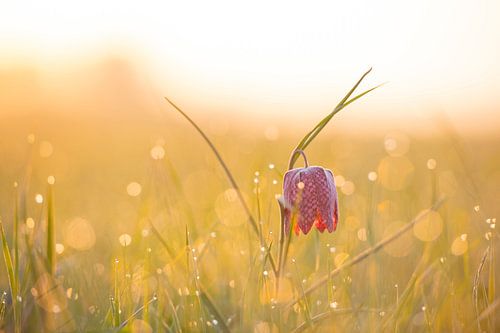 Kievitsbloemen  in een veld tijdens een prachtige lente zonsopkomst met dauwdruppels op het gras.