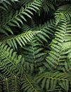 Beplanting | Groen Varens van Niels Jaeqx thumbnail