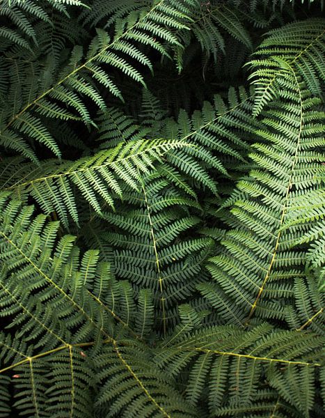 Beplanting | Groen Varens van Niels Jaeqx
