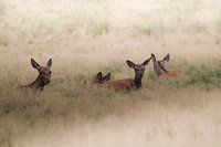 Red deer in the grass