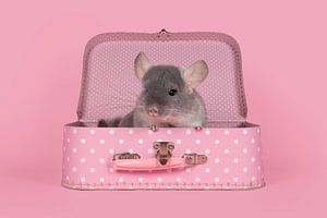Schattige grijze chinchilla in een roze koffertje van Elles Rijsdijk