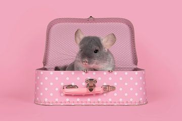 Niedliches graues Chinchilla in einem rosa Koffer von Elles Rijsdijk