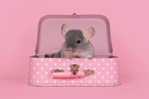Un joli chinchilla gris dans une valise rose