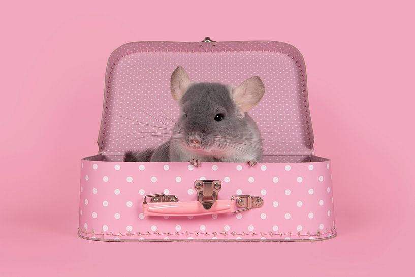 Niedliches graues Chinchilla in einem rosa Koffer von Elles Rijsdijk