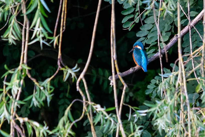 Kingfisher resting place by Peter Veerman