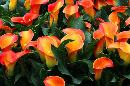Bloemen Calla's