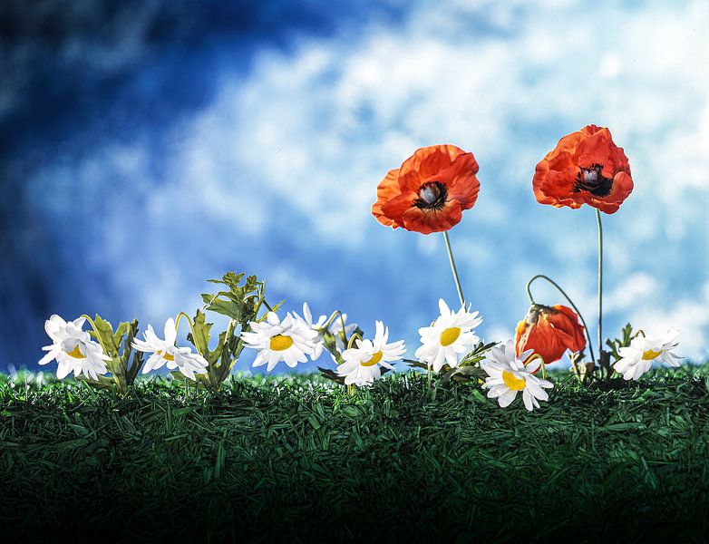 camp shot of poppies by Ruurd Dankloff