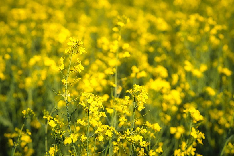 View of a yellow rapeseed field by Martin Köbsch