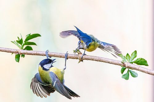 Twee koolmezen, Parus major, in een territoriumgevecht